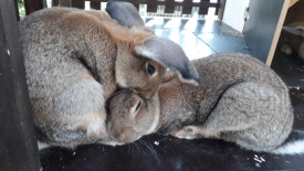 dwa przytulone króliki